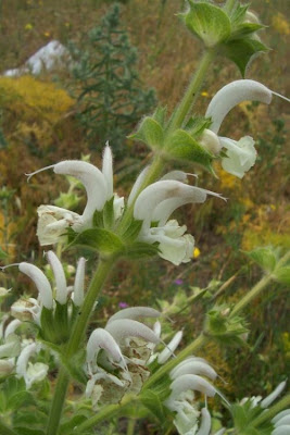 Salvia argentea,
Salvia argentea,
silver sage