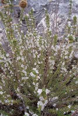 Satureja cuneifolia Ten.