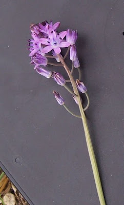Autumn squill