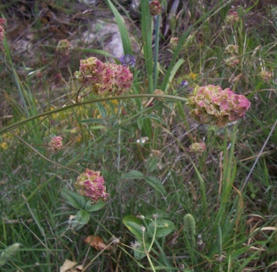 Garden burnet