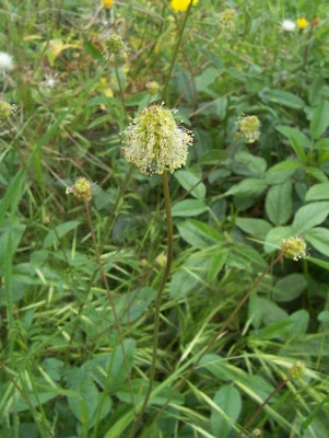 Garden burnet