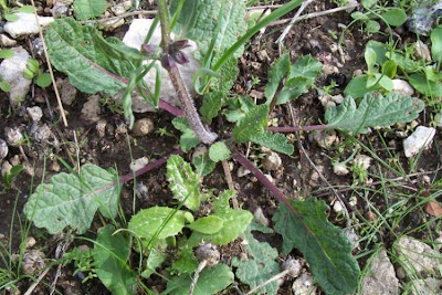 Vervain sage