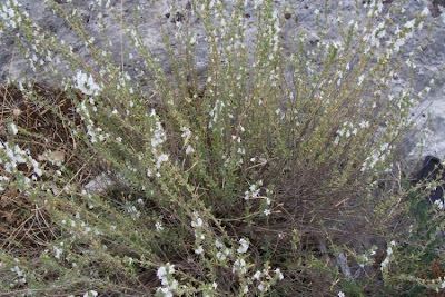Satureja cuneifolia Ten.