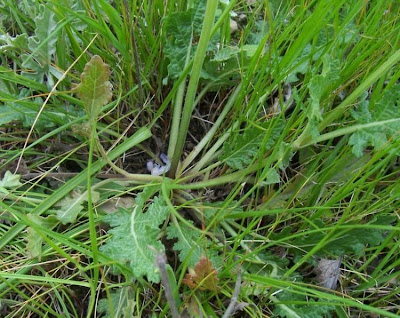Salvia multifida S. et S.