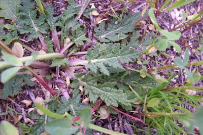 Salvia multifida S. et S.