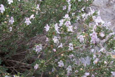 Satureja cuneifolia Ten.
