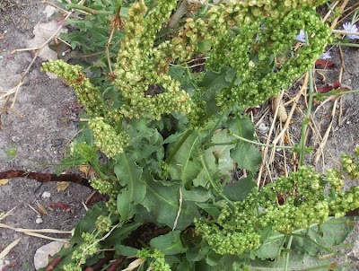 Acedera crispada Acedera crispada