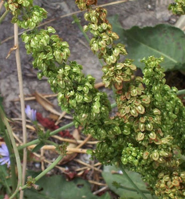 Acedera crispada Acedera crispada