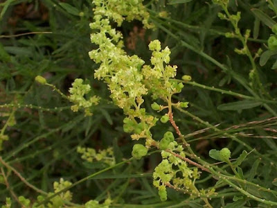 Khuzam Khuzam