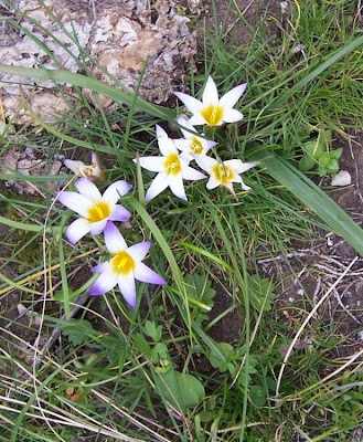 Romulea bulbocodium (L.) Seb. et Mauri