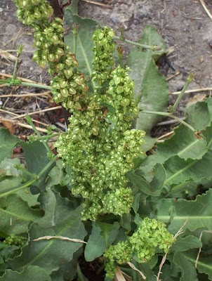 Acedera crispada Acedera crispada
