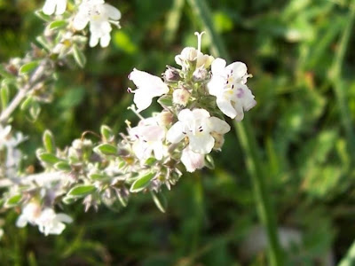 Satureja cuneifolia Ten.