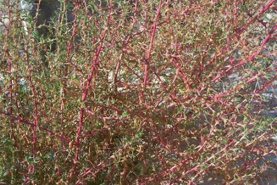Salsola soda L.