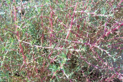 Salsola soda L.