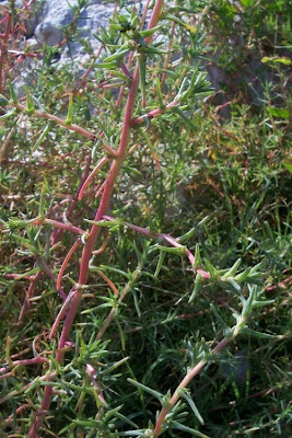 Salsola soda L.