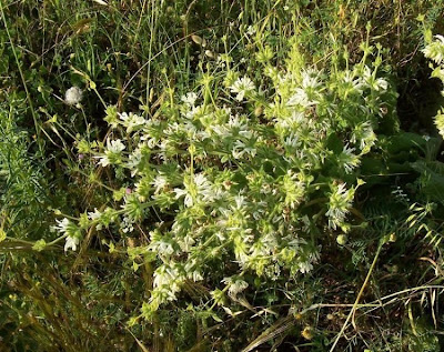 Salvia argentea,
Salvia argentea,
silver sage