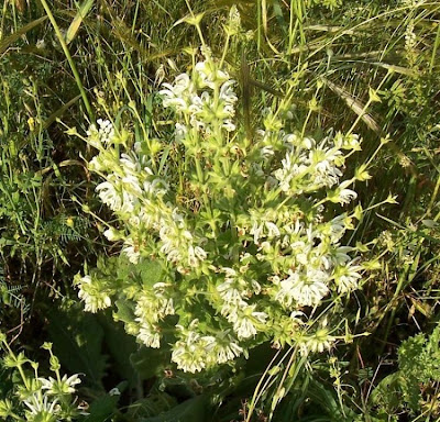 Salvia argentea,
Salvia argentea,
silver sage