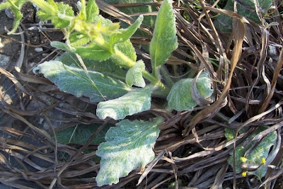 Salvia argentea,
Salvia argentea,
silver sage