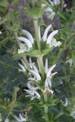 Salvia argentea,
Salvia argentea,
silver sage