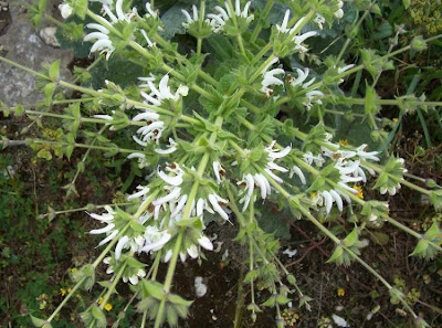 Salvia argentea,
Salvia argentea,
silver sage