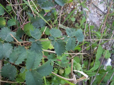 Garden burnet