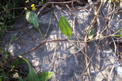 Erba-lombrica comune