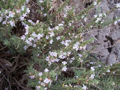 Apulian Savory, Satureja cuneifolia Apulian Savory, Satureja cuneifolia