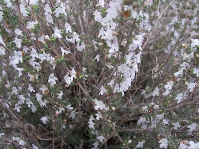 Apulian Savory, Satureja cuneifolia Apulian Savory, Satureja cuneifolia