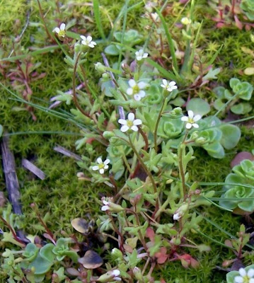 Rue Leaved Saxifrage