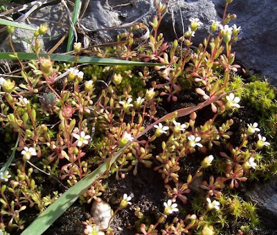 Rue Leaved Saxifrage
