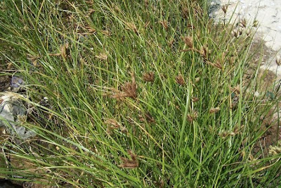 Saltmarsh bulrush