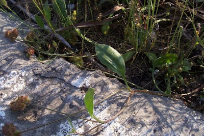 Erba-lombrica comune