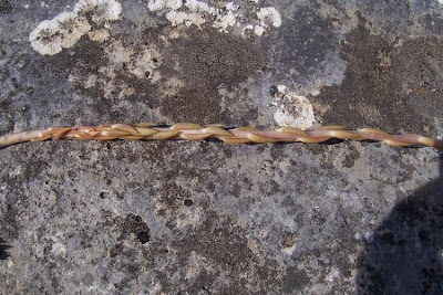 European stonecrop