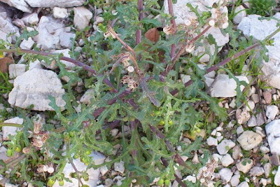 Calderina Calderina