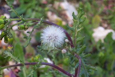 Calderina Calderina