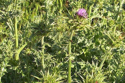 Blessed milk-thistle Blessed milk-thistle
