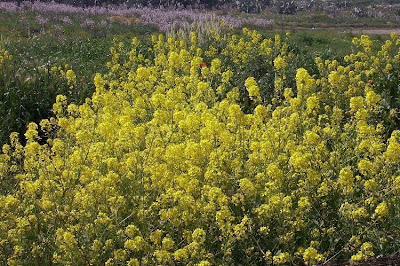 Yellow Mustard Yellow Mustard