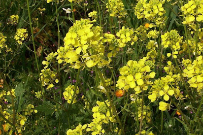 Yellow Mustard Yellow Mustard