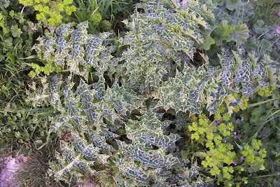 Blessed milk-thistle Blessed milk-thistle