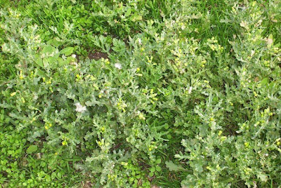 Calderina Calderina