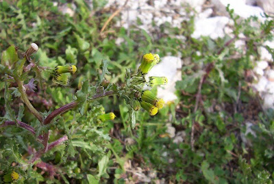 Calderina Calderina