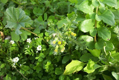 Calderina Calderina