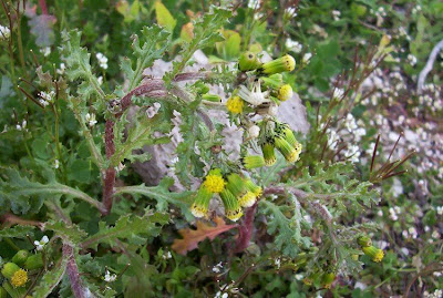 Calderina Calderina
