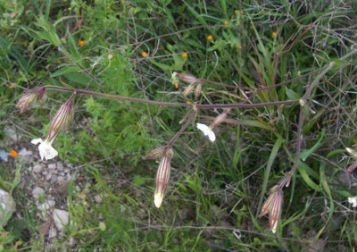 Bladder-campion Bladder-campion