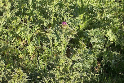 Blessed milk-thistle Blessed milk-thistle
