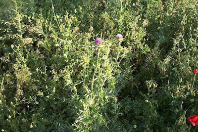 Blessed milk-thistle Blessed milk-thistle