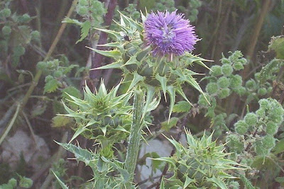 Blessed milk-thistle Blessed milk-thistle