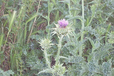 Blessed milk-thistle Blessed milk-thistle