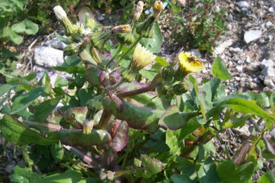 Annual Sow Thistle, Sonchus oleraceus Annual Sow Thistle, Sonchus oleraceus