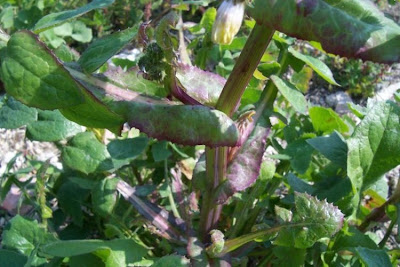 Annual Sow Thistle, Sonchus oleraceus Annual Sow Thistle, Sonchus oleraceus